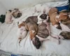 Alapaha Blue Blood Bulldog