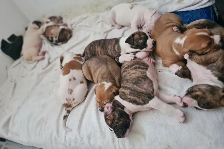 Alapaha Blue Blood Bulldog