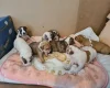 Alapaha Blue Blood Bulldog