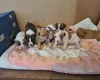 Alapaha Blue Blood Bulldog