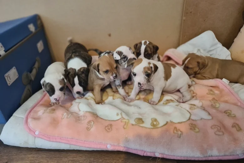 Alapaha Blue Blood Bulldog