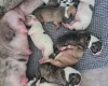 Alapaha Blue Blood Bulldog