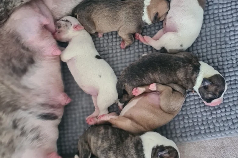 Alapaha Blue Blood Bulldog