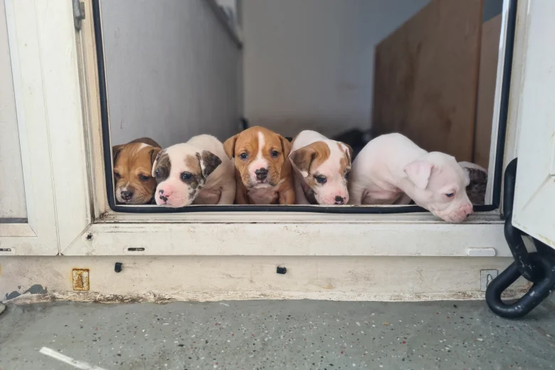 Alapaha Blue Blood Bulldog