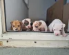 Alapaha Blue Blood Bulldog
