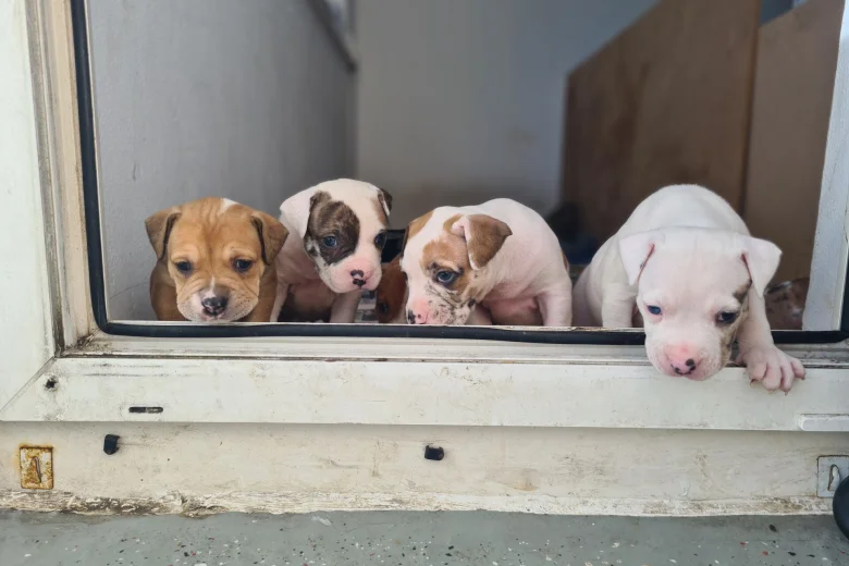 Alapaha Blue Blood Bulldog