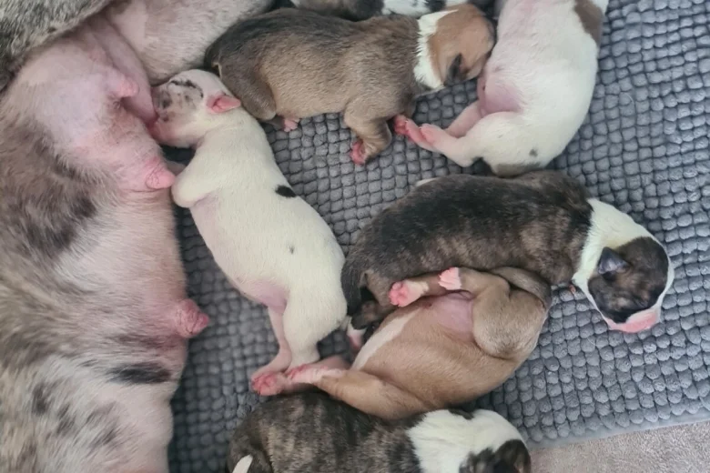 Alapaha Blue Blood Bulldog