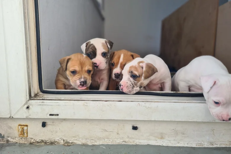 Alapaha Blue Blood Bulldog