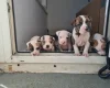 Alapaha Blue Blood Bulldog