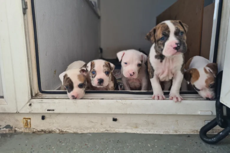 Alapaha Blue Blood Bulldog