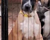 American Bulldog