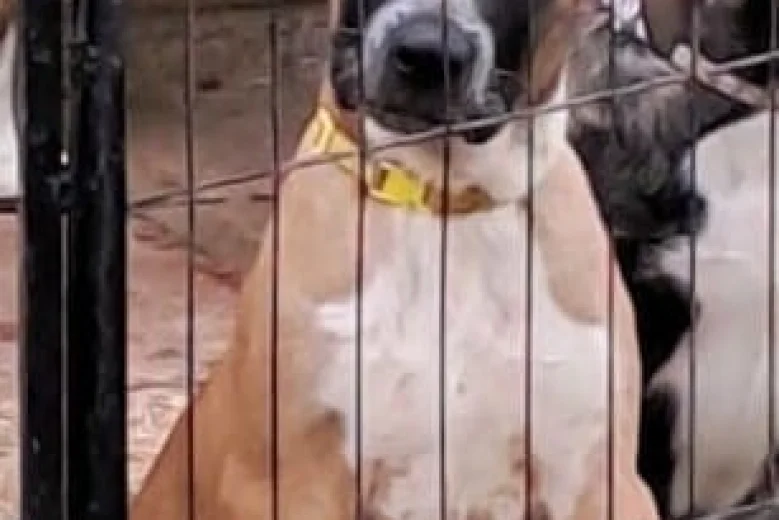 American Bulldog