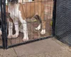 American Bulldog