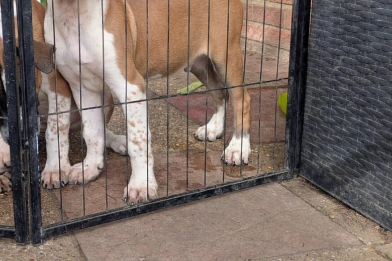American Bulldog
