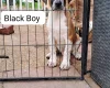 American Bulldog
