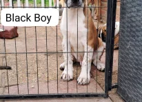 Puppy 1