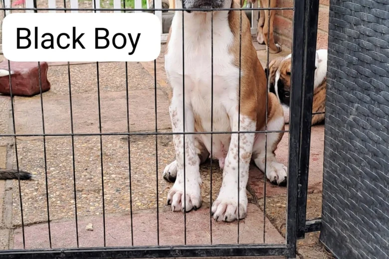 American Bulldog