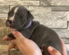 American Bulldog