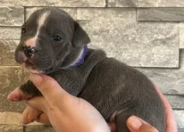 Puppy 1