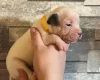 American Bulldog