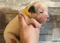 Puppy 8
