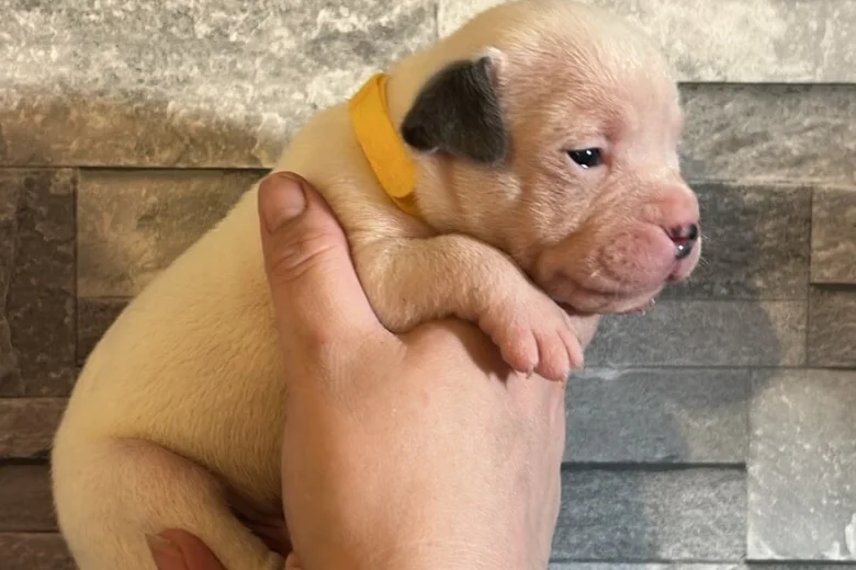 American Bulldog