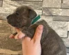 American Bulldog