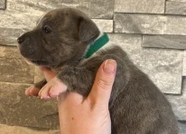 Puppy 7
