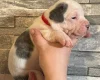 American Bulldog