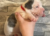 Puppy 6