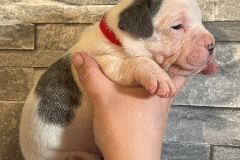 American Bulldog