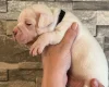 American Bulldog