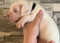 Puppy 5