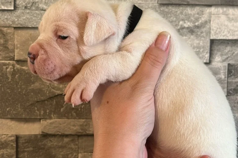 American Bulldog