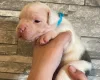 American Bulldog