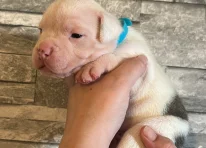 Puppy 2