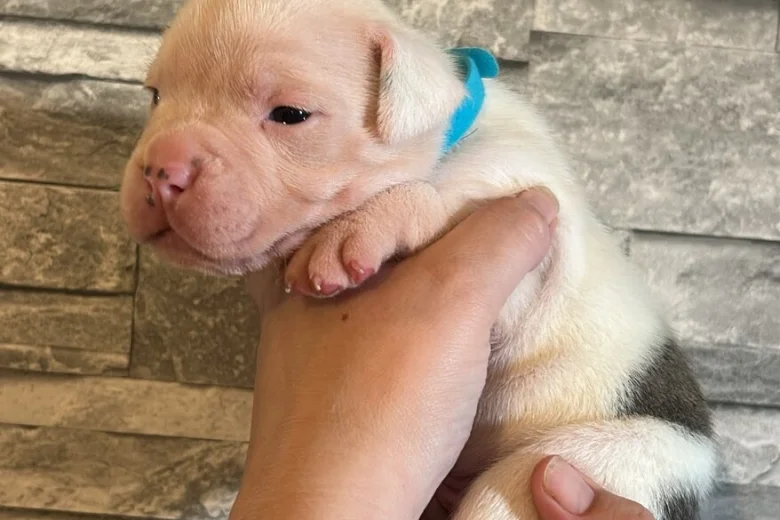 American Bulldog