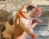American Bulldog