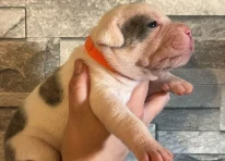 Puppy 4