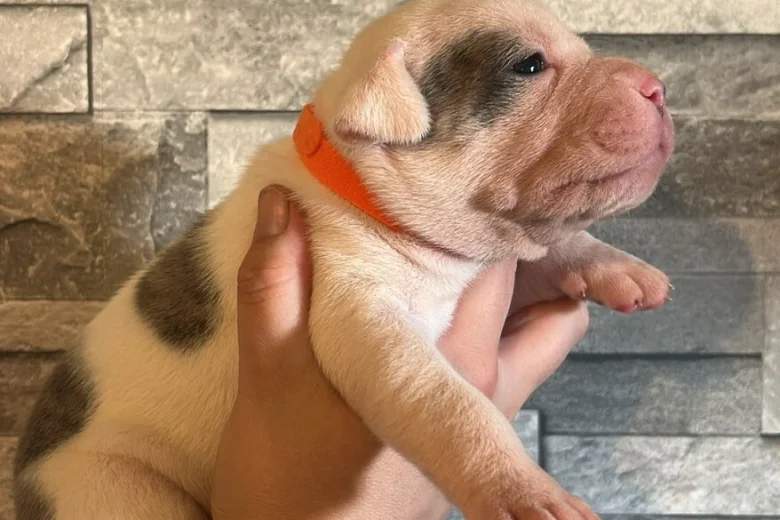 American Bulldog
