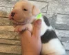 American Bulldog