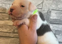 Puppy 3