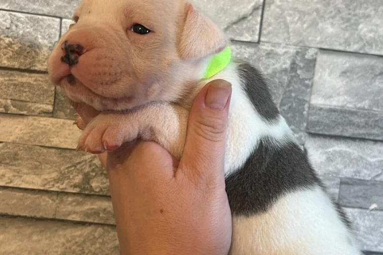 American Bulldog