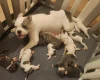 American Bulldog