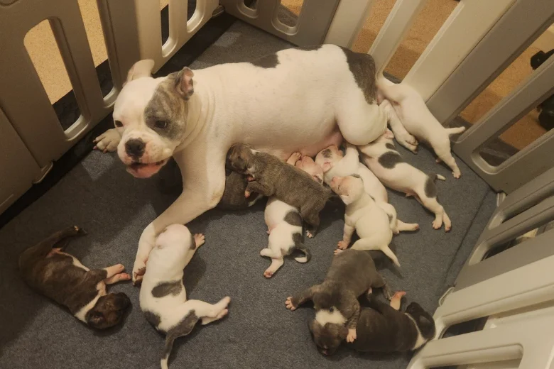 American Bulldog