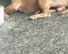 American Bulldog
