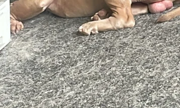 American Bulldog
