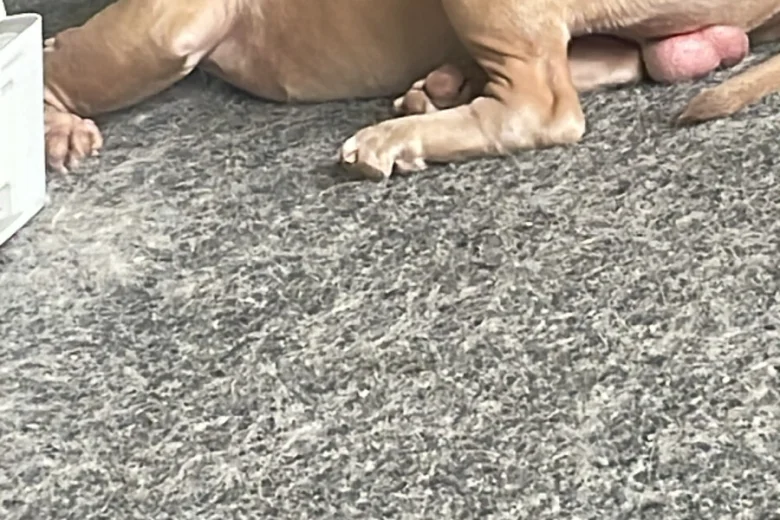 American Bulldog