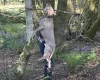 American Bulldog