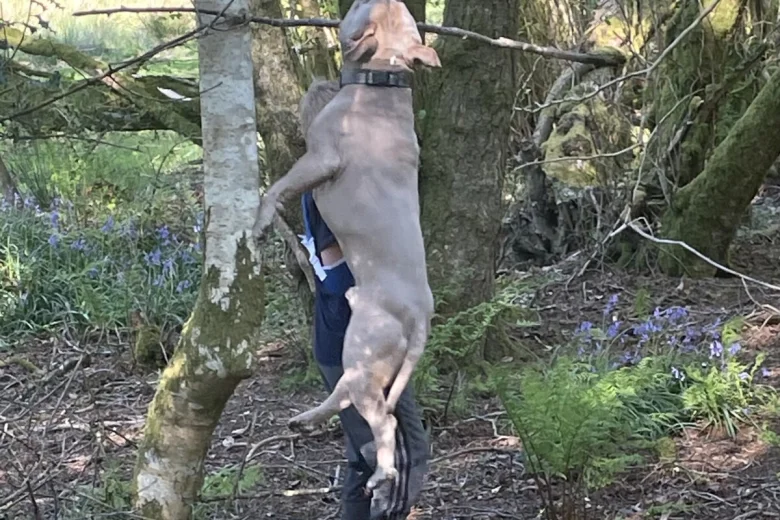 American Bulldog